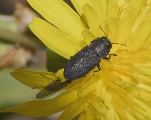 Réf. 227 146 : Anthaxia sepulchralis